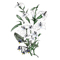 Thanatophobia is a fear of death. Five faces are concealed within the symbolic foliage of the lilies, and death hides in the nightshade.